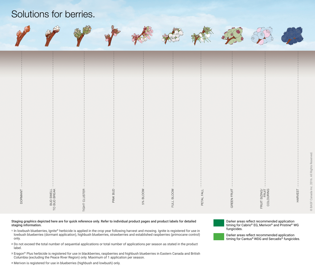 Blueberries Chart